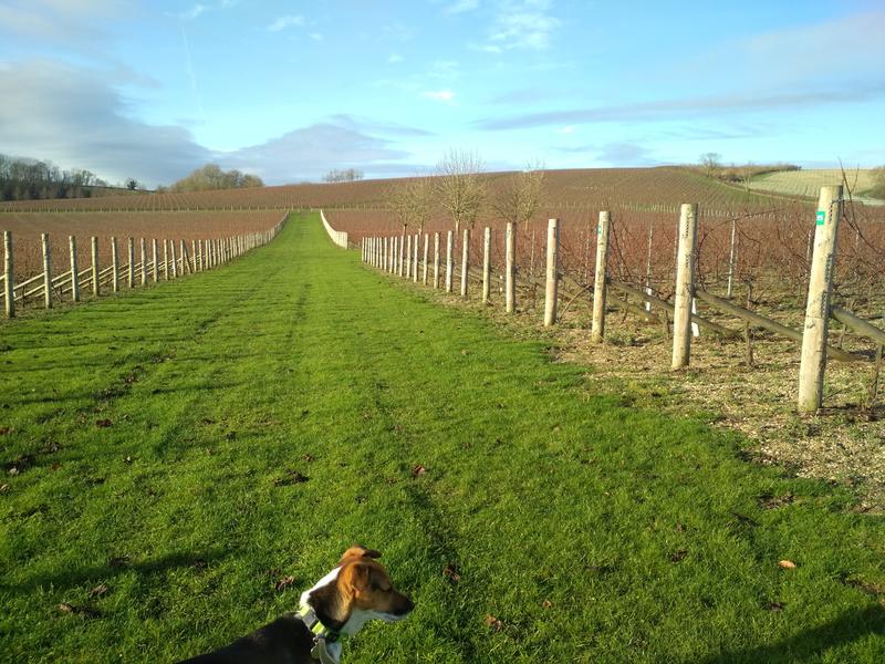 green vineyard field with dog pictured