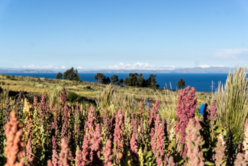 Quinoa Farm