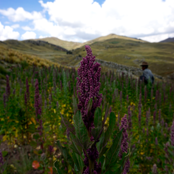 Image of Quinoa plant